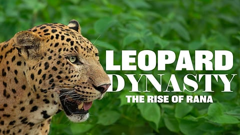 Leopard Dynasty: The Rise of Rana