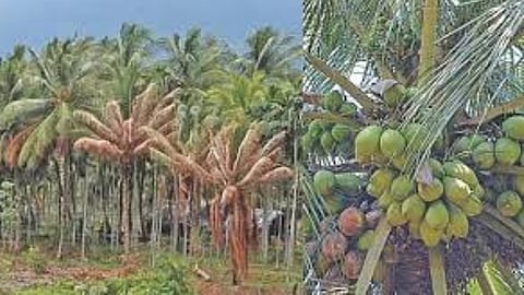 Representative image of coconut production