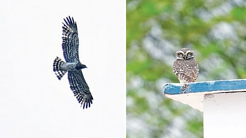 Around 15 species of raptors were identified in Tiruchy Forest Range.