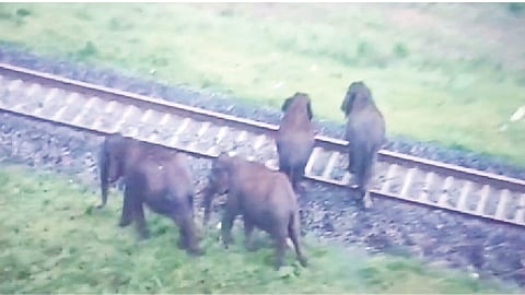 File pic of elephants crossing tracks in Coimbatore