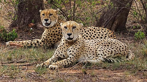 Cheetahs at Kuno National Park