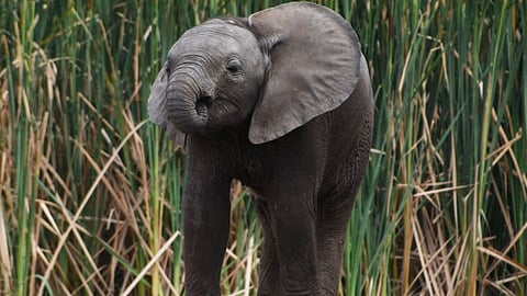Representative image of a calf elephant that fell into an uncovered water tank in Valparai