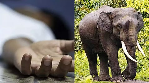 Representative Image for death and elephant
