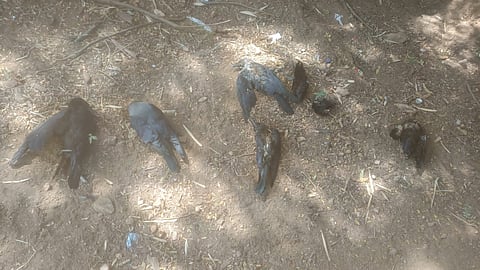 Crows die in hundreds in Dindigul