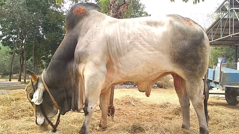 Representative image for bull