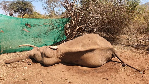 Elephant Rivaldo passed away