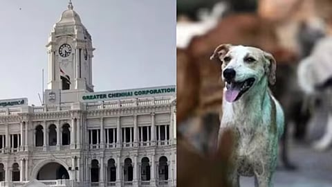 Chennai Corporation to begin door-to-door survey to trace unlicensed pet dogs