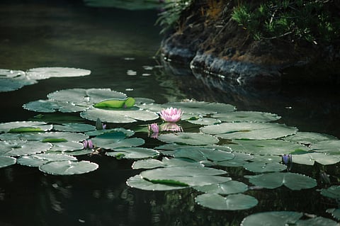 Representative Image for Pond