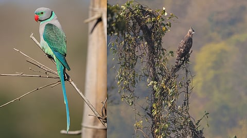 Some of the species spotted during the bird survey at night