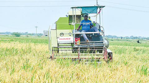 Samba harvest is under way at Orathanadu in Thanjavur