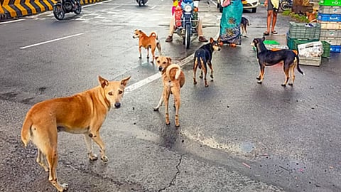 Chennai Corporation budget: Second round of anti-rabies drive planned at Rs 3.5 crore