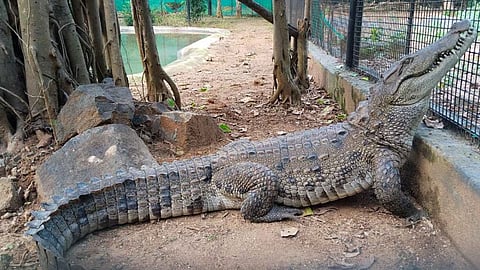 Image of crocodile used for representative image