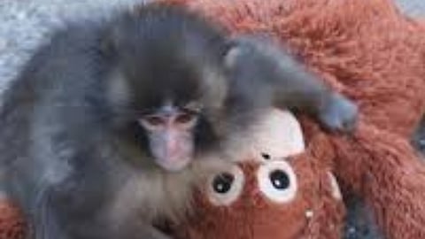 Primal bonds: A viral monkey’s plushie love raises ethical questions