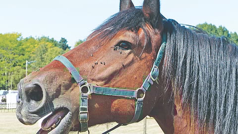 Pitch perfect: Scientists finally decode how horses neigh