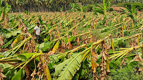 An affected plantain field in Pollachi near Coimbatore
