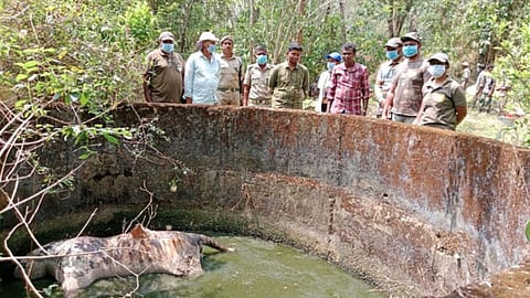 Male tiger found dead in open well