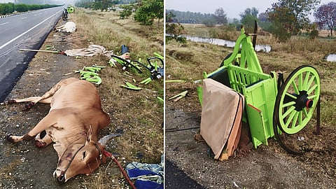 Bull died on the spot after a lorry rammed into the rekla cart.