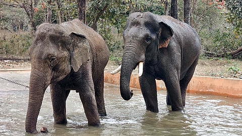 The two elephants arrive at the Chadivayal elephant camp in Coimbatore