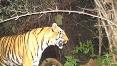 UP: Adult male tiger found dead in Pilibhit reserve