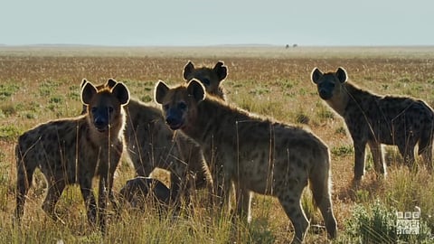 Screengrab from Dynasties II Official Trailer