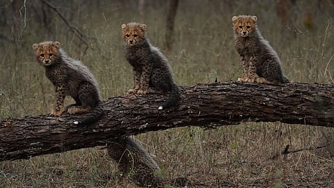 South African cheetah cubs
