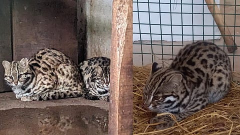 Vandalur Zoo, has received a pair of Himalayan black bears and a pair of leopard cats from Jambu Zoo as part of an animal exchange programme.