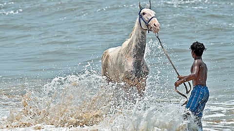 GCC is set to complete the microchipping process for all the joyride horses in Chennai with in a week