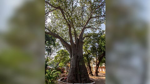 Oldest tree Baobab (Adansonia digitata), between 239 and
292 years old, in Andhra Mahila Sabha on Greenways Road
