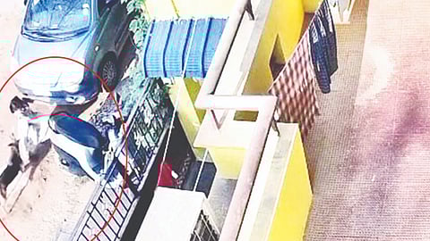 Video grab image of the dog attacking a girl in Tirupur