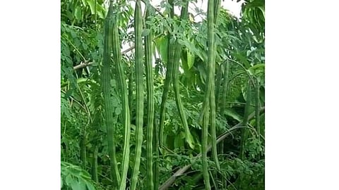 Nutritional powerhouse eyes global market: TN signs deal to scale up 'murungai' powder exports, targets Rs 12 cr annual trade