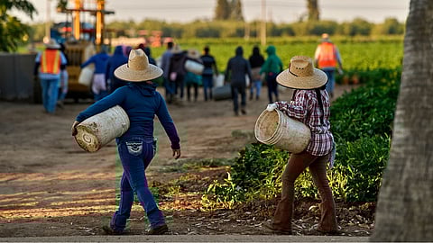 Migrant farmworkers head to pick crops on an early morning in Fresno, Calif