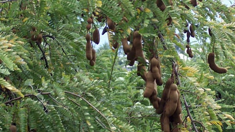 Tamarind tree representative image