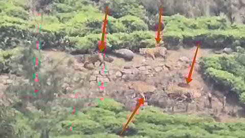 Four tigers spotted in a tea plantation