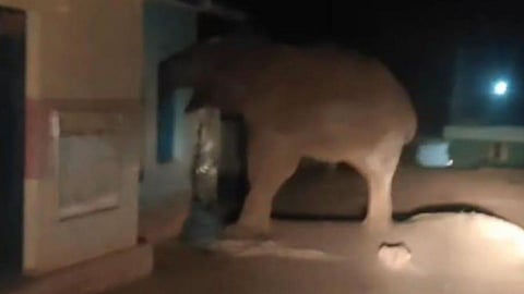 Elephant breaks the window of the PDS shop in Masinagudi.