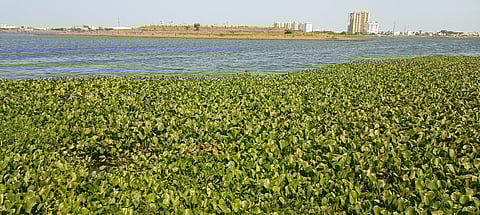 Water hyacinth spread across the surface of the waterbody