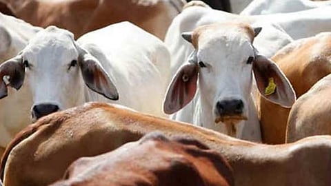 How to stop cattle intruding on highways? Supreme Court wants to know