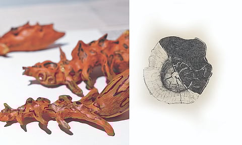 (L_R) Pakshikoodu by Rini, art by Arindam)