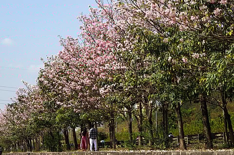 Pink trumpet blooms paint Chennai in pastels, but experts urge caution
