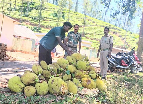 Forest department removes jack fruits