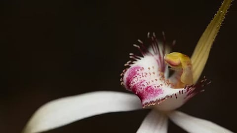 No plan bee: Preserved orchids signal 60% drop in pollination since 1970s