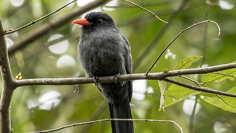 Jungle web: Birds and monkeys share info via Amazonian internet