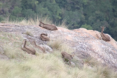 Annual Nilgiri tahr census began across Tamil Nadu