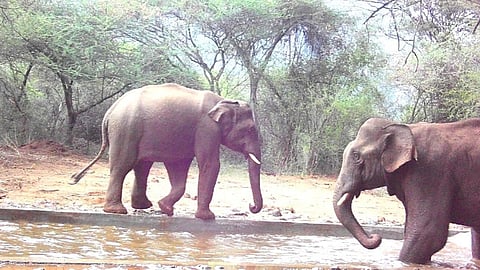 Elephants around the Western Ghat region