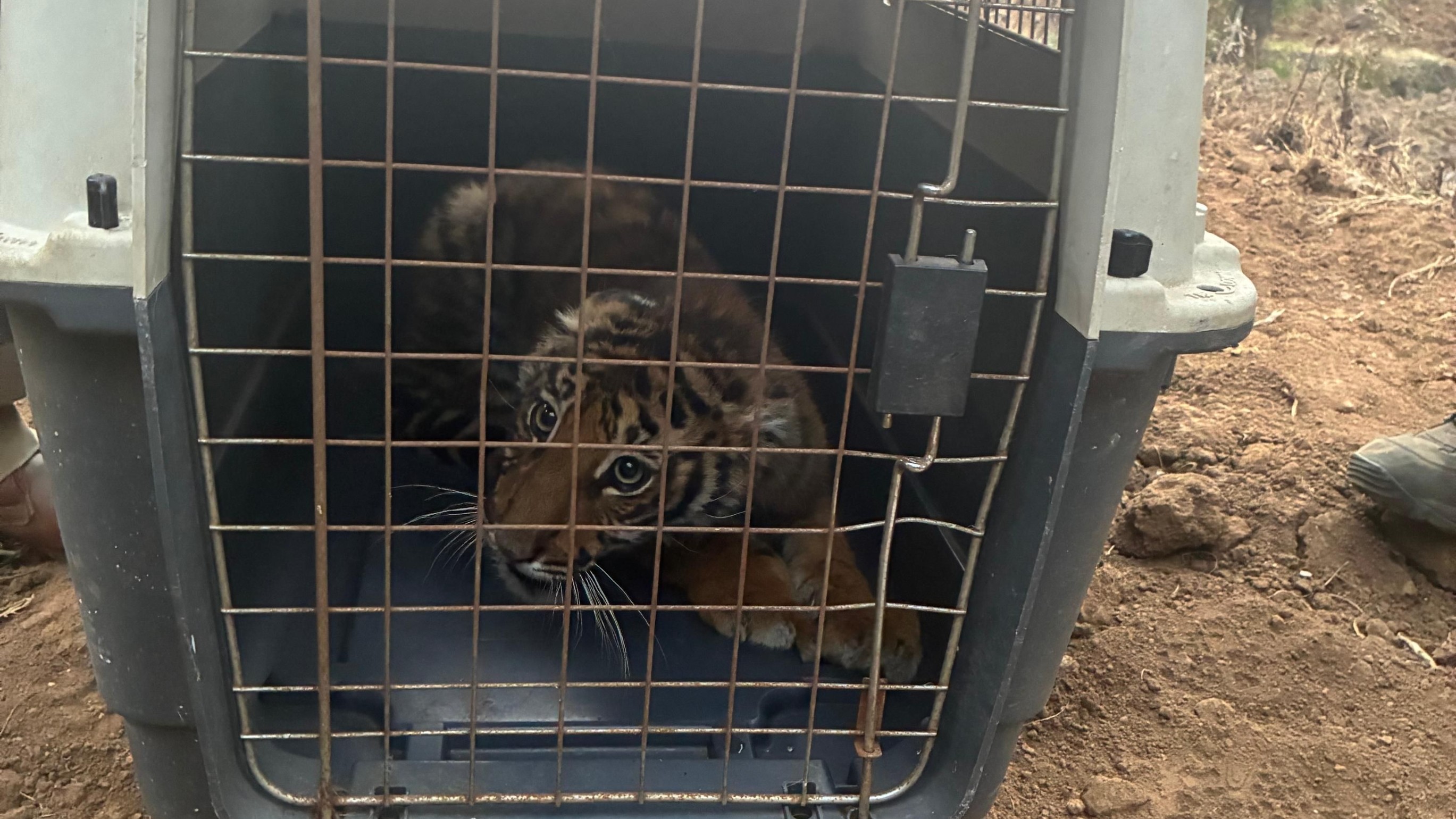 The tiger cub rescued by the forest department on Tuesday