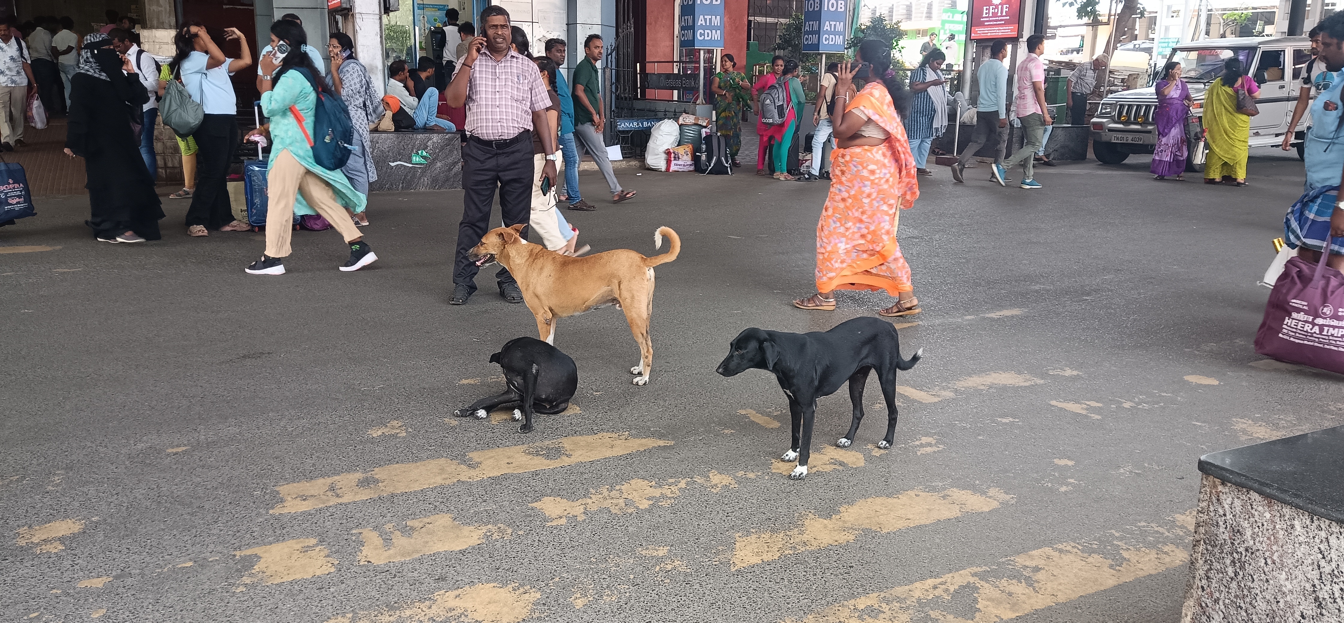Dogs in Central station