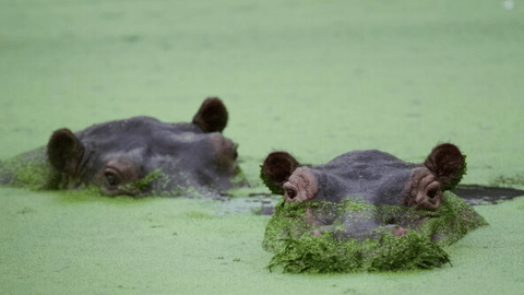 Along the Magdalena River, one of Colombia’s primary arteries, fishermen move with wary precision - hippopotamuses can surface without warning, closing the distance to a vessel in a single heartbeat.