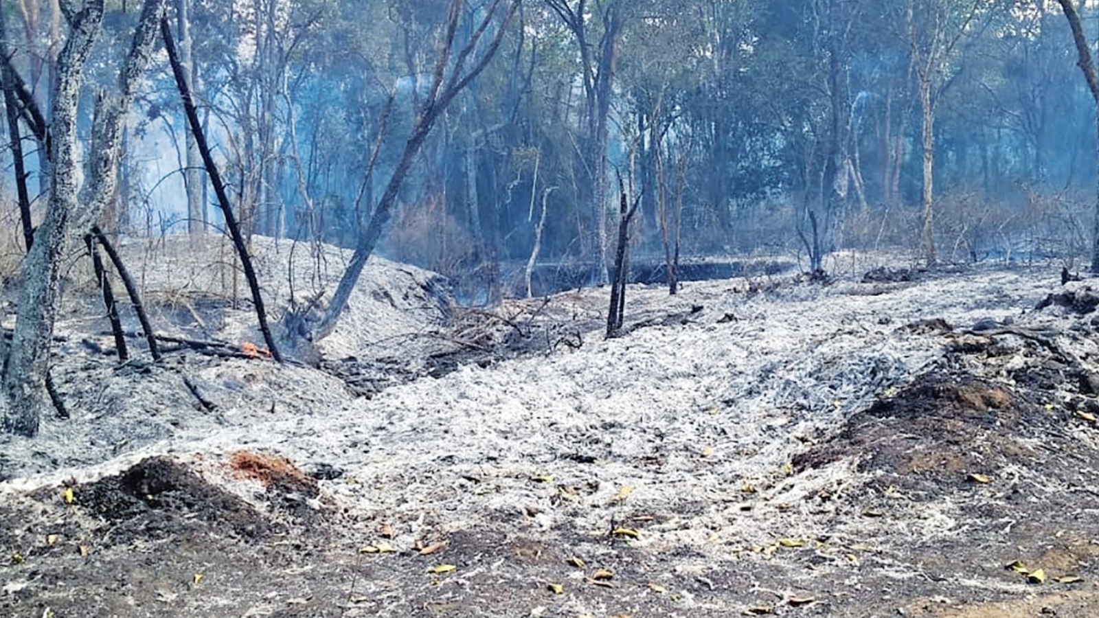 Fire destroyed vast swathes of vegetation over the past two weeks in the Nilgiris