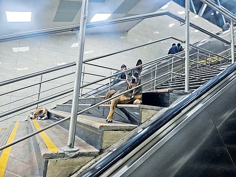Stray dogs in metro