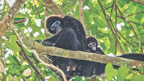 Rainforests can bounce back much faster than thought