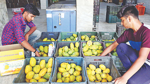 Workers sorting mangoes in an unit in Salem